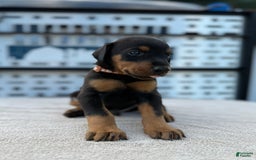 Doberman Pinscher dogs for sale: Male Puppy - Image 18