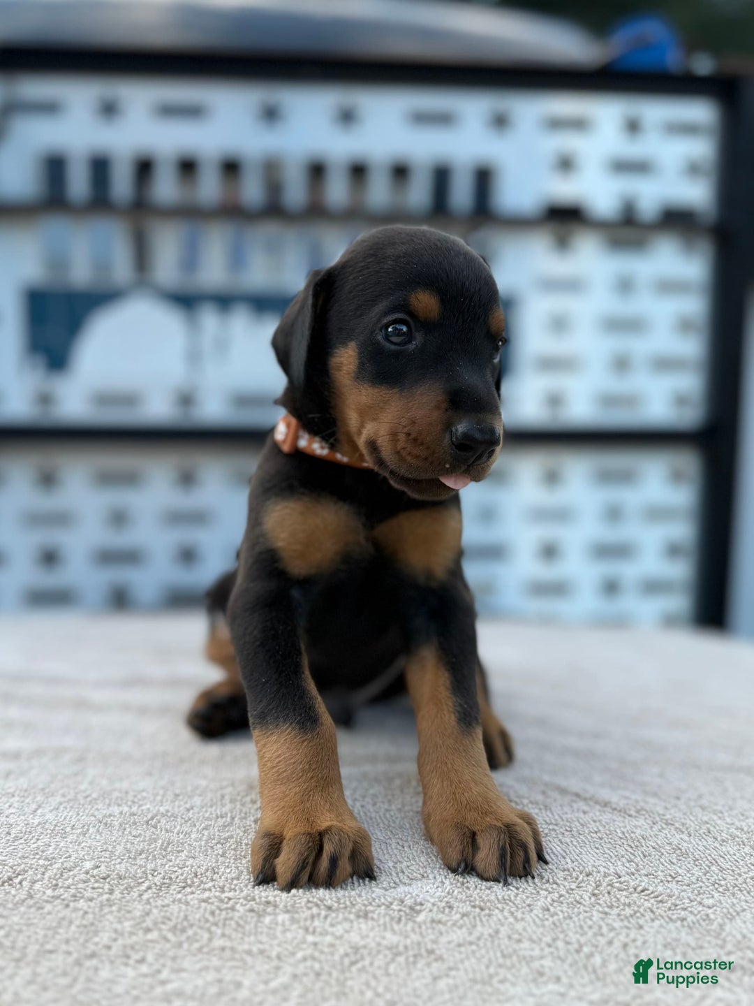 Doberman Pinscher dogs for sale: Male Puppy - Image 18