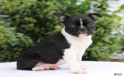 Boston Terrier dogs for sale: Clayton - Image 2