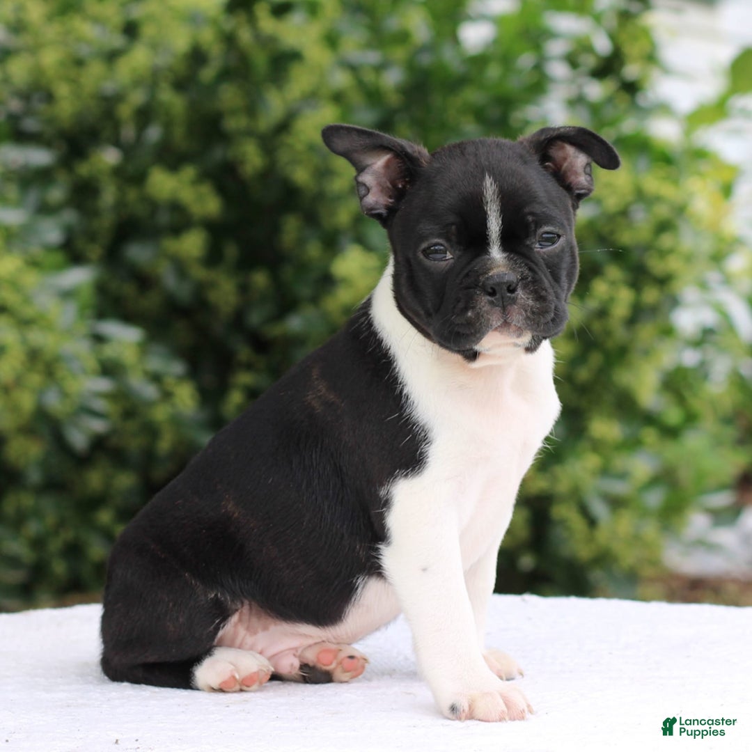 Boston Terrier dogs for sale: Clayton - Image 2