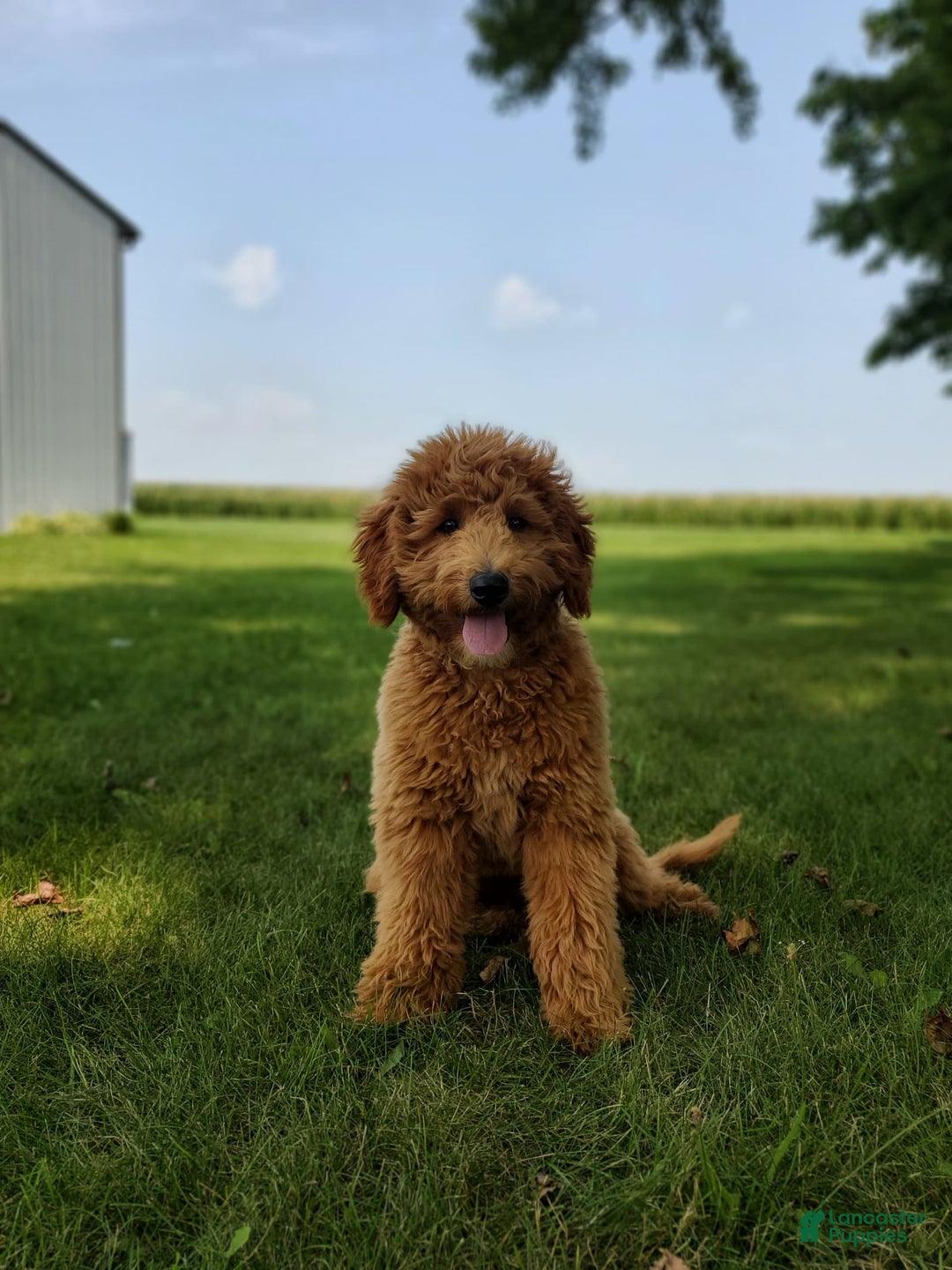 Mini Goldendoodle dogs for sale: Milo F1b - Image 40
