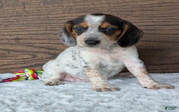 Beagle dogs for sale: Lexi - Image 12