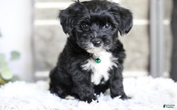 Yorkiepoo dogs for sale: Arrow - Image 11