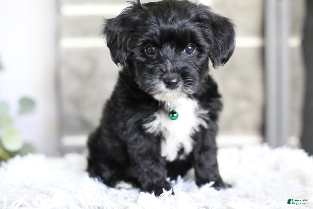 Yorkiepoo dogs for sale: Arrow - Image 11