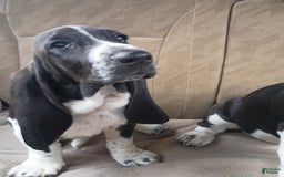 Basset Hound dogs for sale: Shiloh - Image 3
