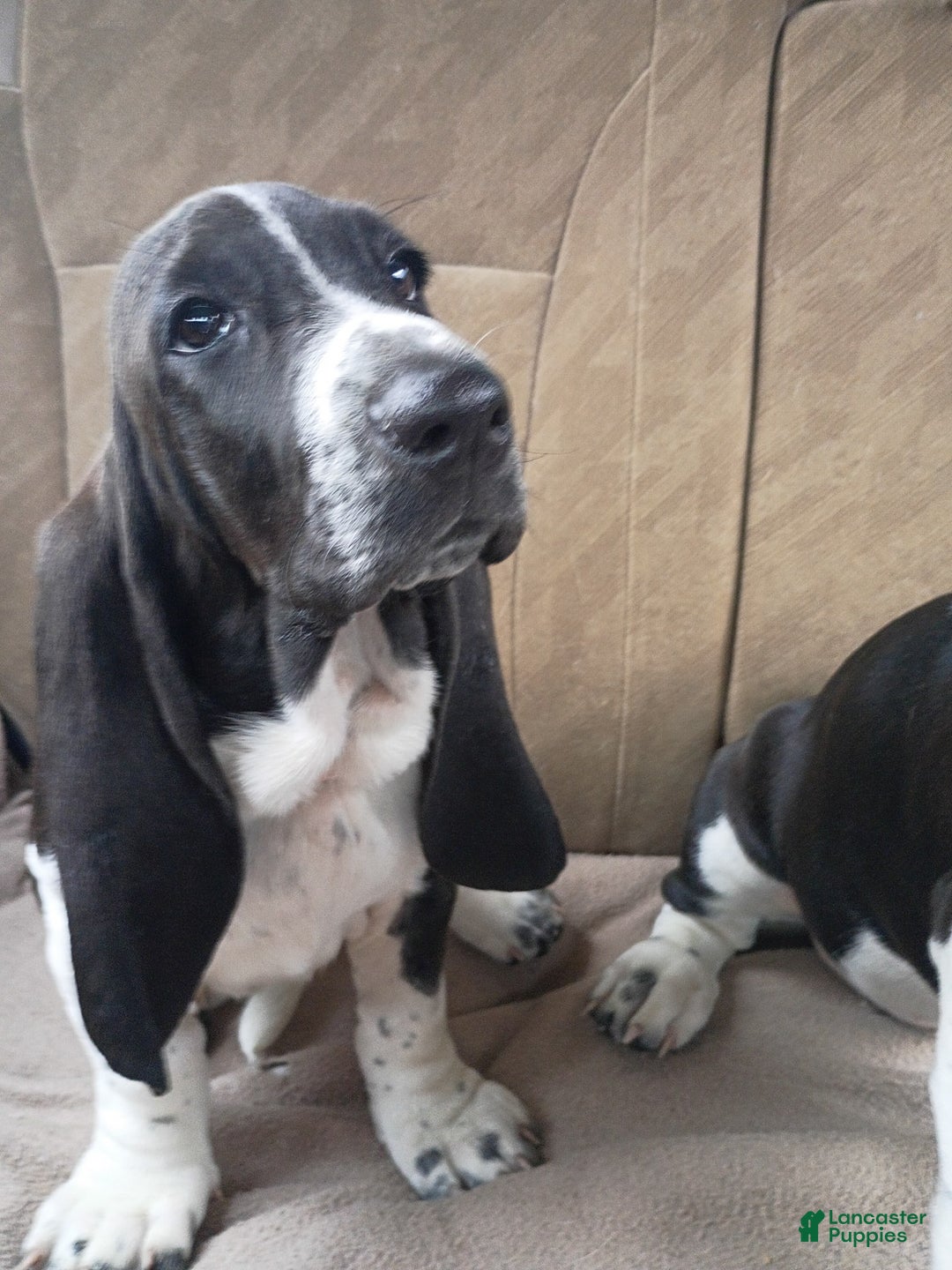 Basset Hound dogs for sale: Shiloh - Image 3