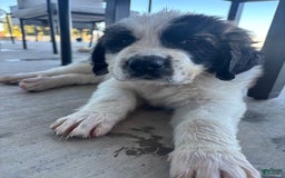 Saint Bernard dogs for sale: Jane Doe4 - Image 2