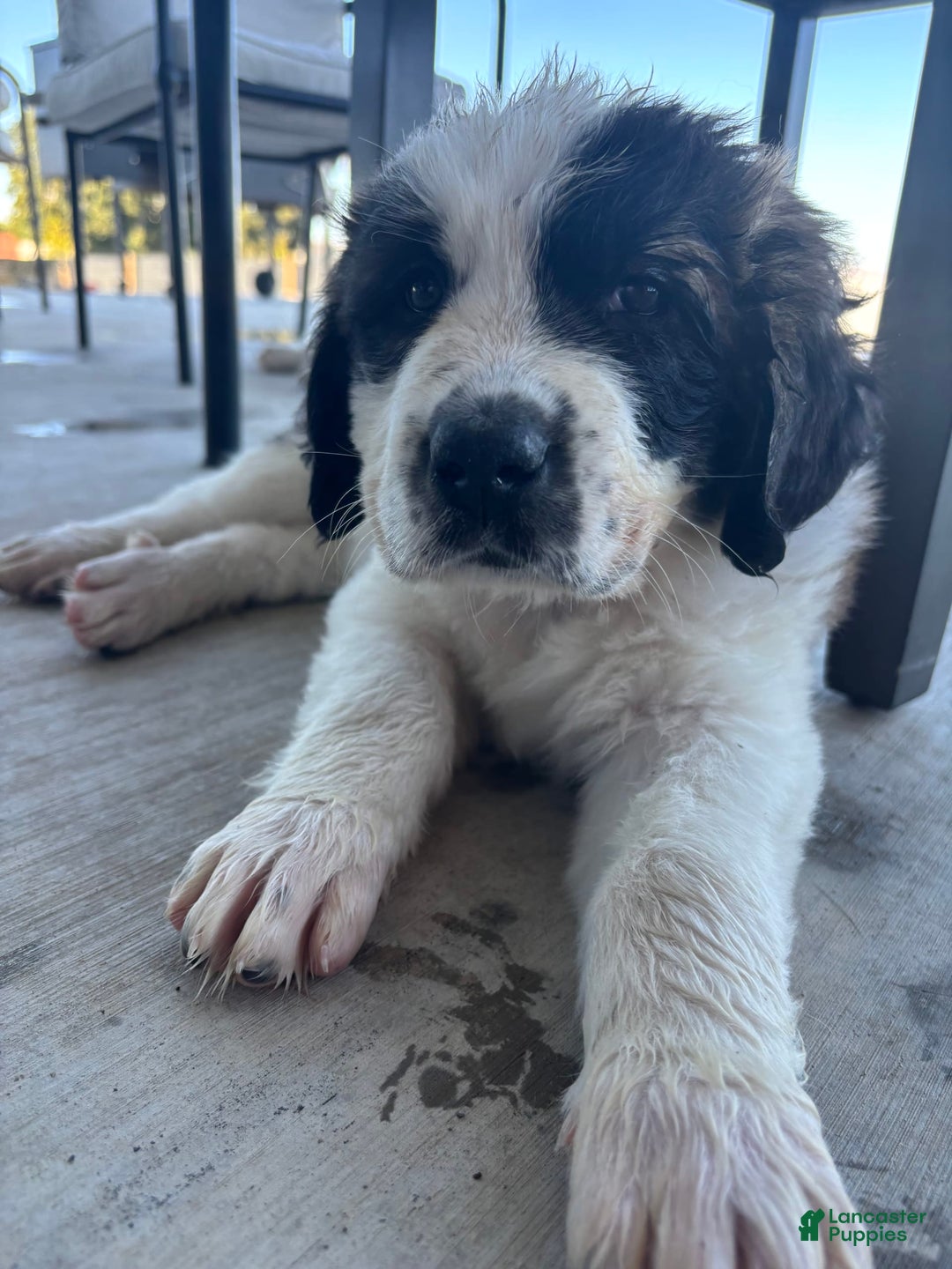 Saint Bernard dogs for sale: Jane Doe4 - Image 2