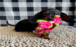 Miniature Dachshund dogs for sale: Nessa - Image 5