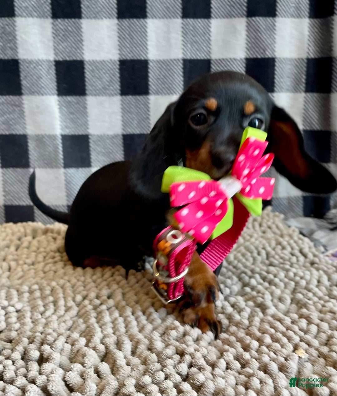 Miniature Dachshund dogs for sale: Nessa - Image 5