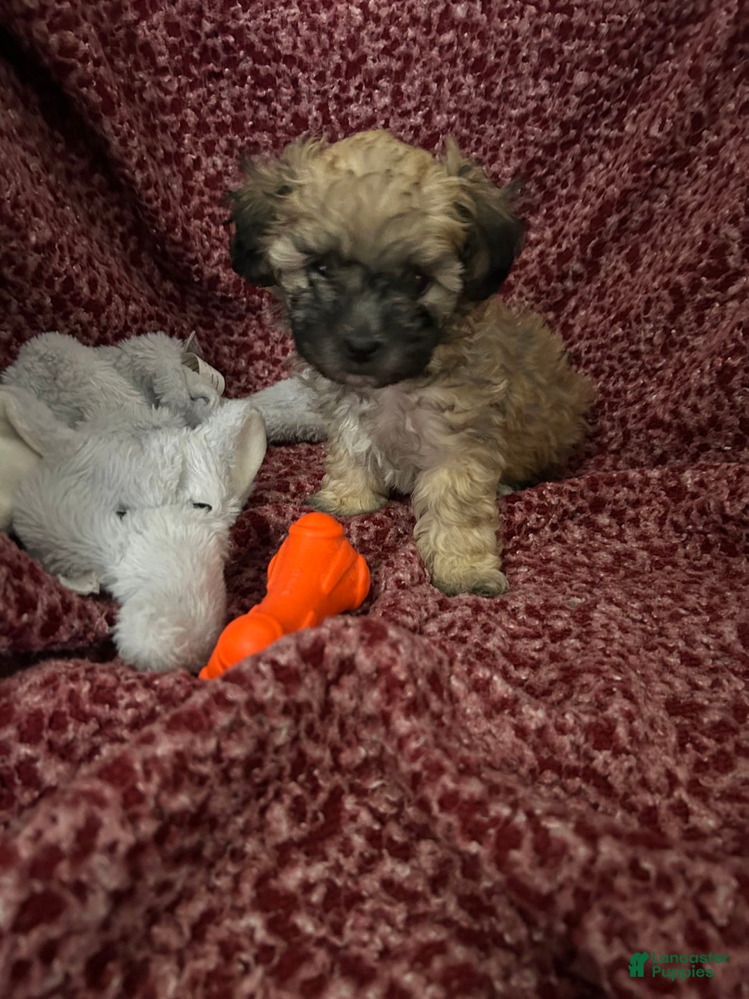 Teddy Bear dogs for sale: Sadie - Image 4