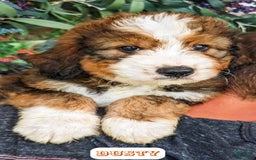 Bernedoodle dogs for sale: Dusty - Image 20