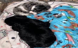 Cocker Spaniel dogs for sale: Black Male 1 - Image 6