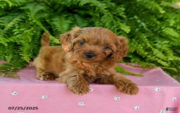 Cavapoo dogs for sale: Valentine - Image 2