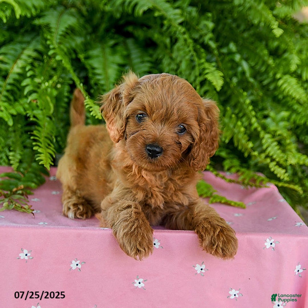 Cavapoo dogs for sale: Valentine - Image 2