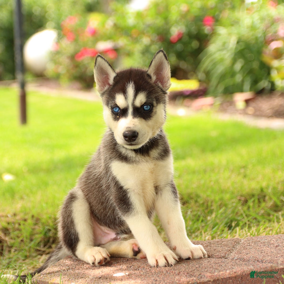 Gerberian Shepsky dogs for sale: Thor - Image 4