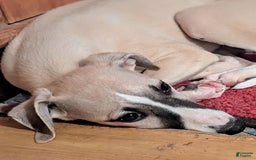 Whippet dogs for sale: Tilly - Image 3