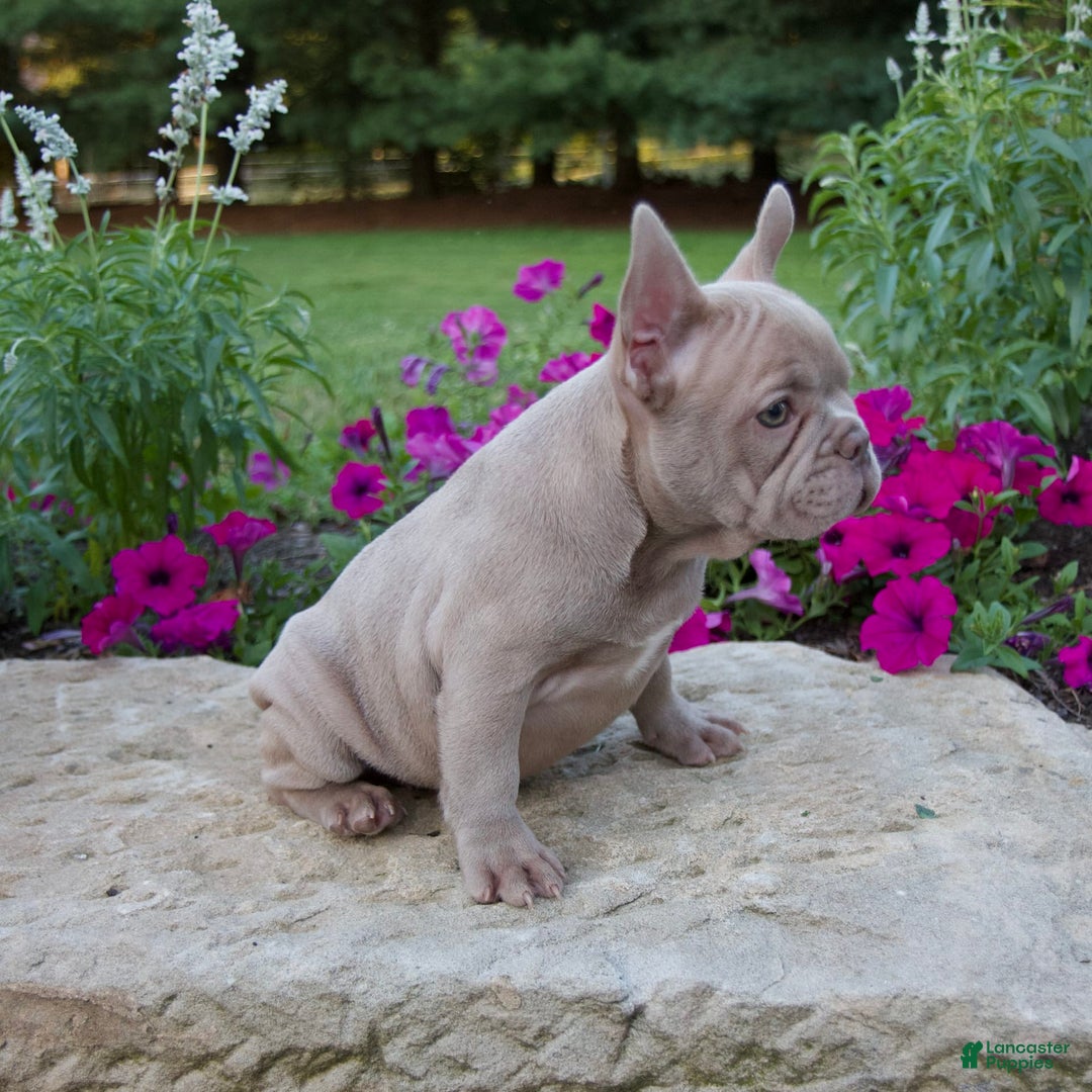 French Bulldog dogs for sale: Ellie - Image 4