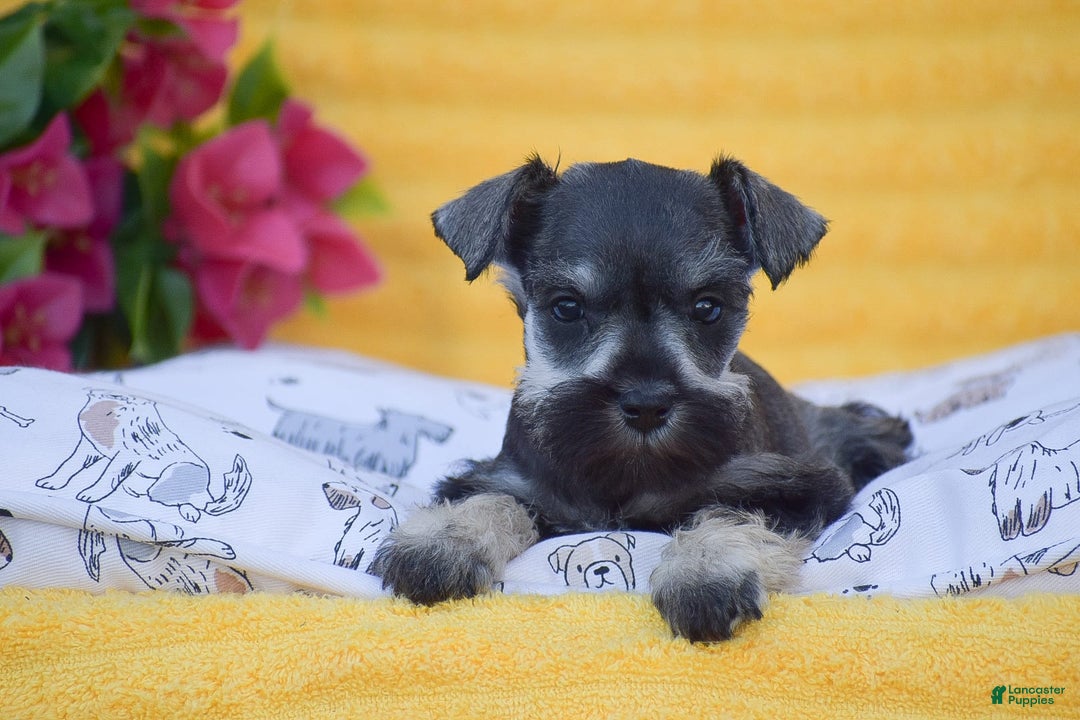 Miniature Schnauzer dogs for sale: Vanessa - Image 3