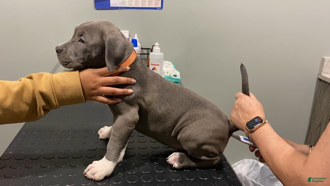 American Bully dogs for sale: Boss Baby - Image 12