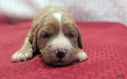Cavapoo dogs for sale: Henry - Image 7