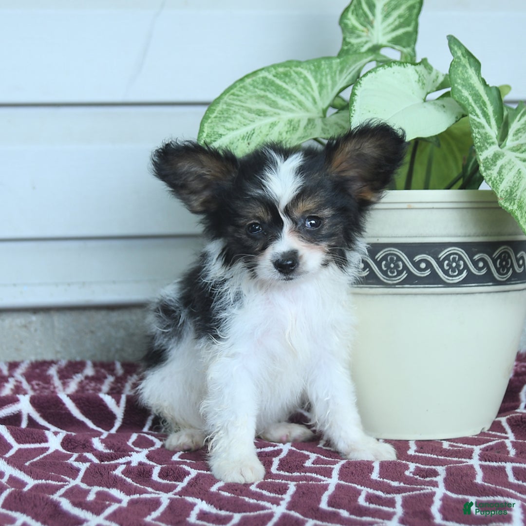 Papillon dogs for sale: Missy - Image 10