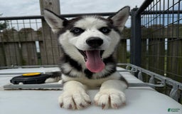 Siberian Husky dogs for sale: Nova Female 4 - Image 7