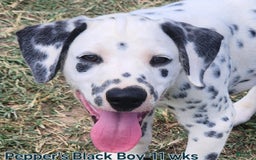 Dalmatian dogs for sale: Peppers Black Boy - Image 4
