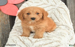Mini Goldendoodle dogs for sale: Maxwell - Image 3