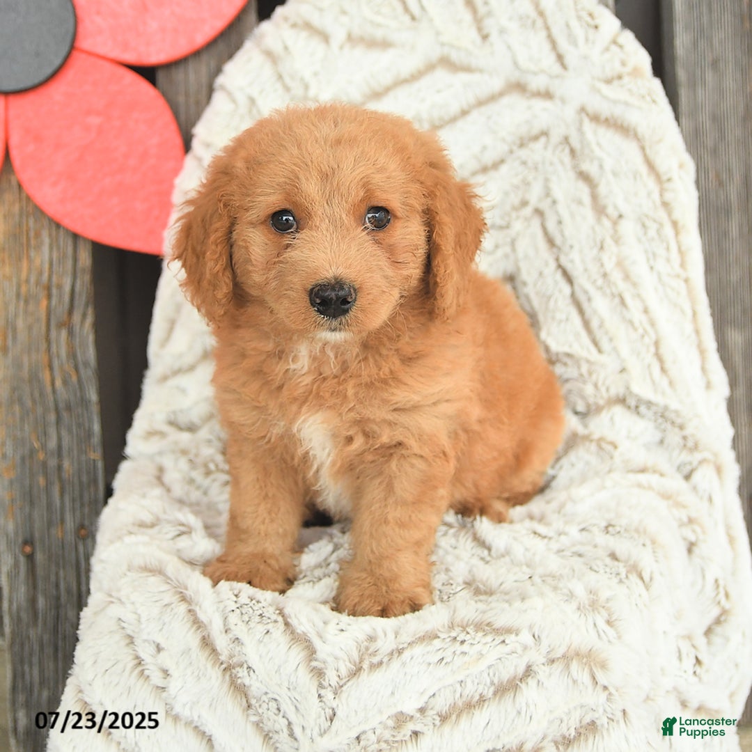 Mini Goldendoodle dogs for sale: Maxwell - Image 3