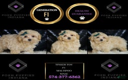 Maltipoo dogs for sale: Maltipoo 4 puppies - Image 13