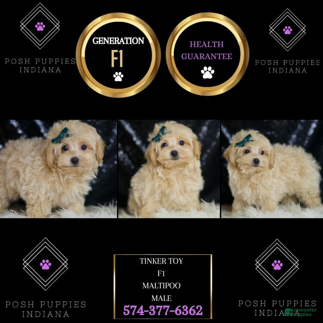 Maltipoo dogs for sale: Maltipoo 4 puppies - Image 13