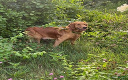 Golden Retriever dogs for sale: Rambo - Image 8