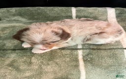 Australian Shepherd dogs for sale: Captain - Image 4