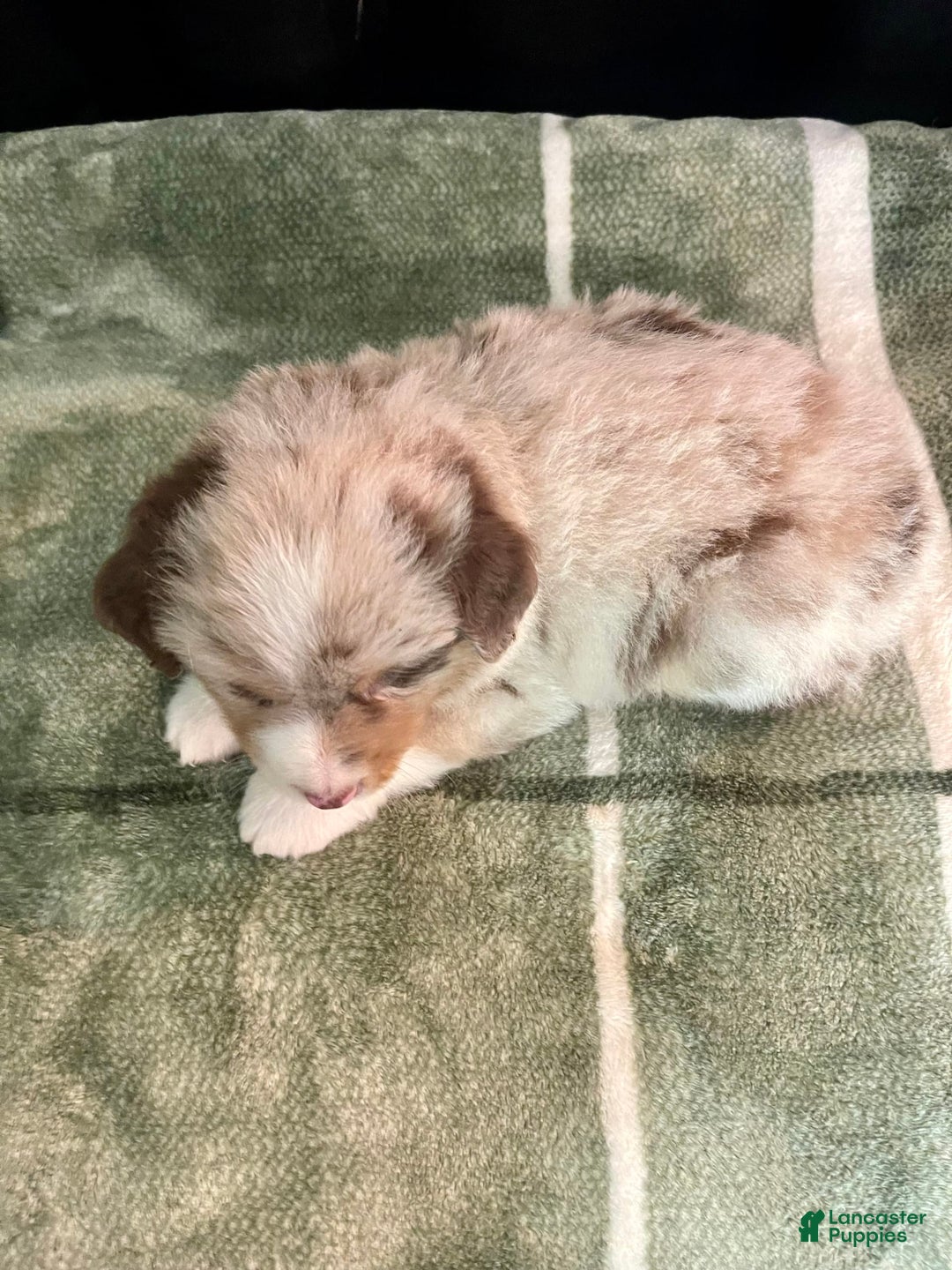 Australian Shepherd dogs for sale: Captain - Image 4