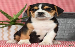 Beabull dogs for sale: Wanda - Image 6