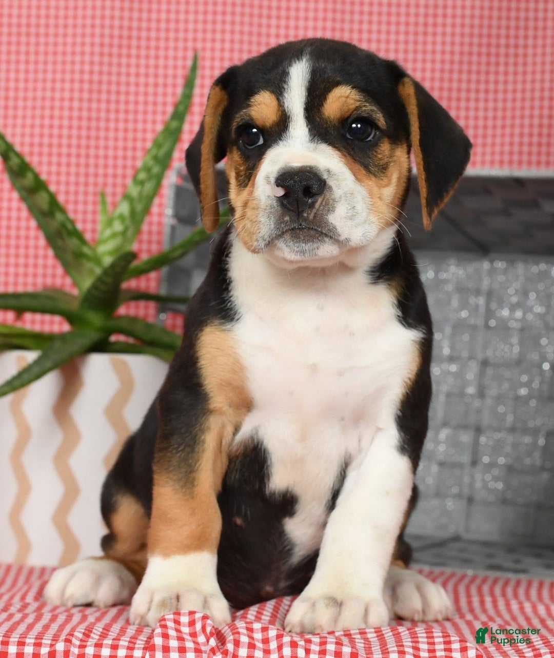 Beabull dogs for sale: Wanda - Image 6
