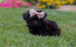 Yorkiepoo dogs for sale: Allie - Image 6