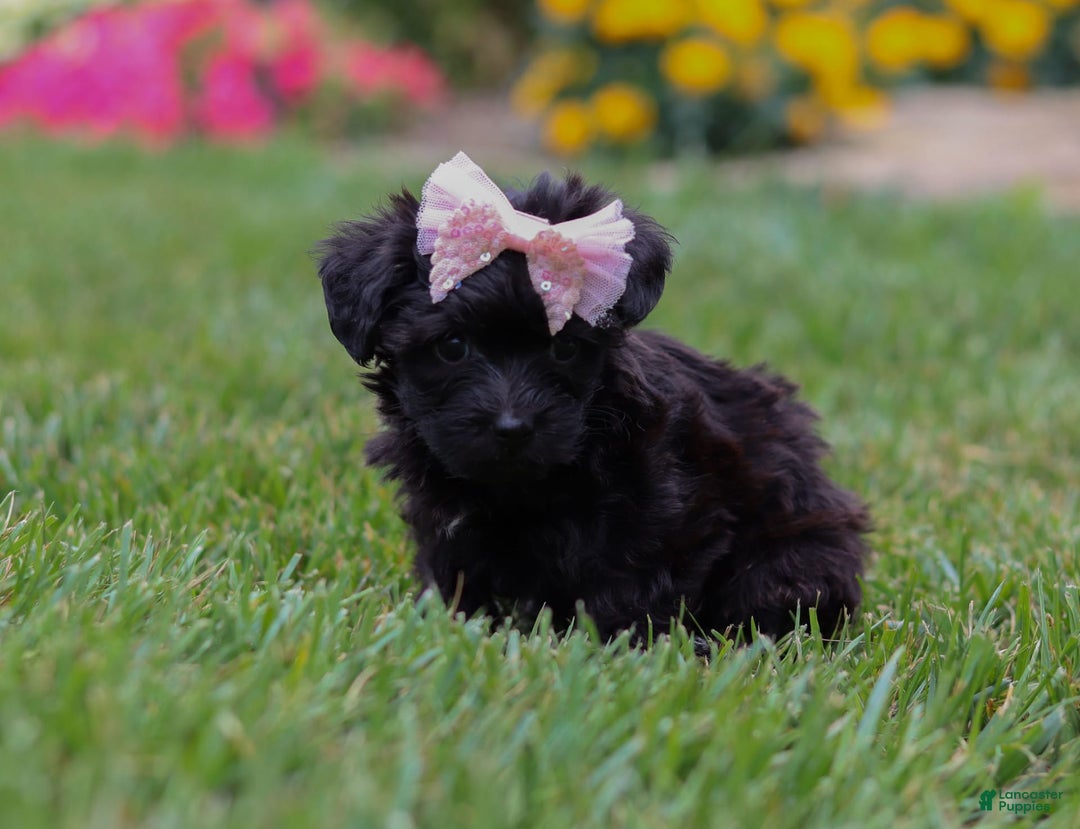 Yorkiepoo dogs for sale: Allie - Image 6