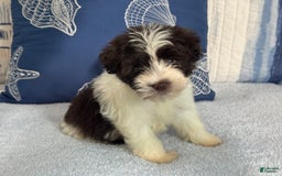 Miniature Schnauzer dogs for sale: Fancy Male 2 Akc Liver Parti - Image 7