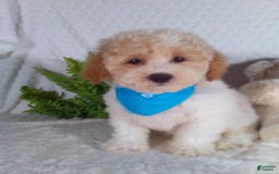 Bichpoo dogs for sale: Jasper - Image 9