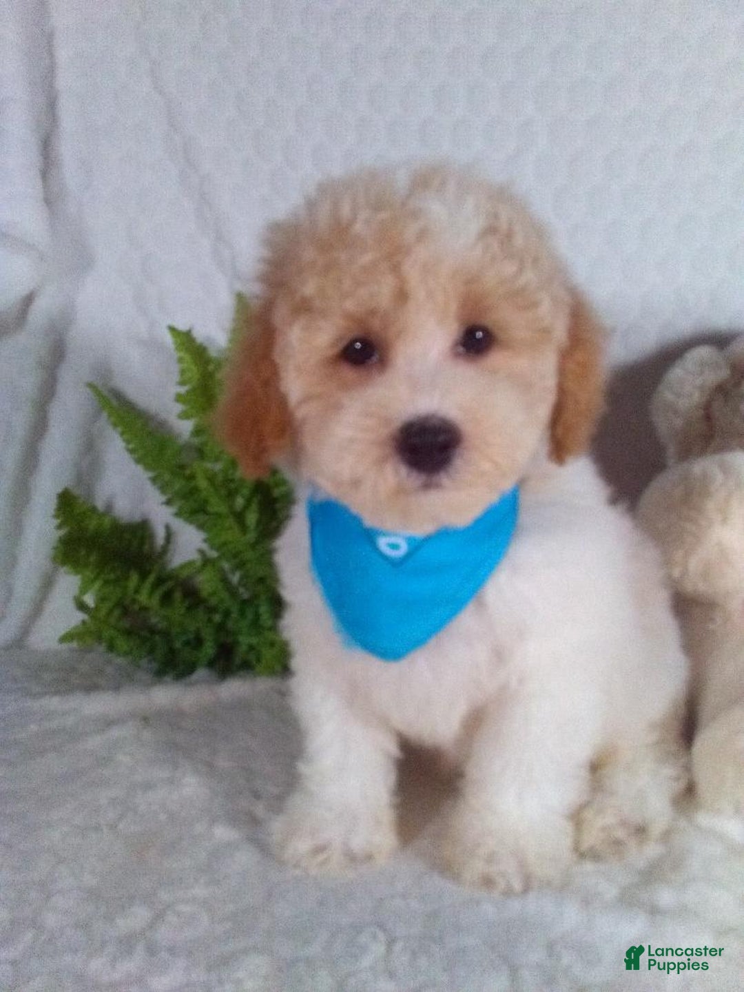 Bichpoo dogs for sale: Jasper - Image 9