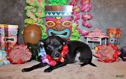 Chihuahua dogs for sale: Sullivan - Image 2