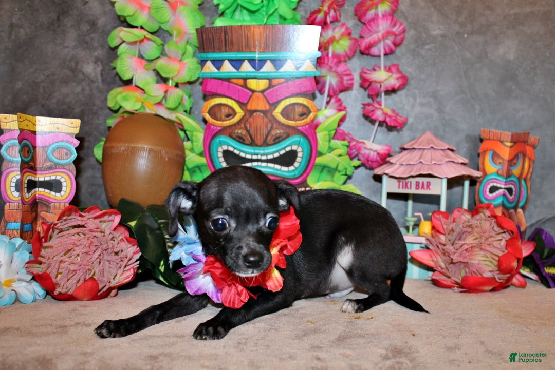 Chihuahua dogs for sale: Sullivan - Image 2