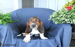 Basset Hound dogs for sale: Cooper - Image 4