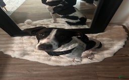 German Shorthaired Pointer dogs for sale: Bently - Image 3