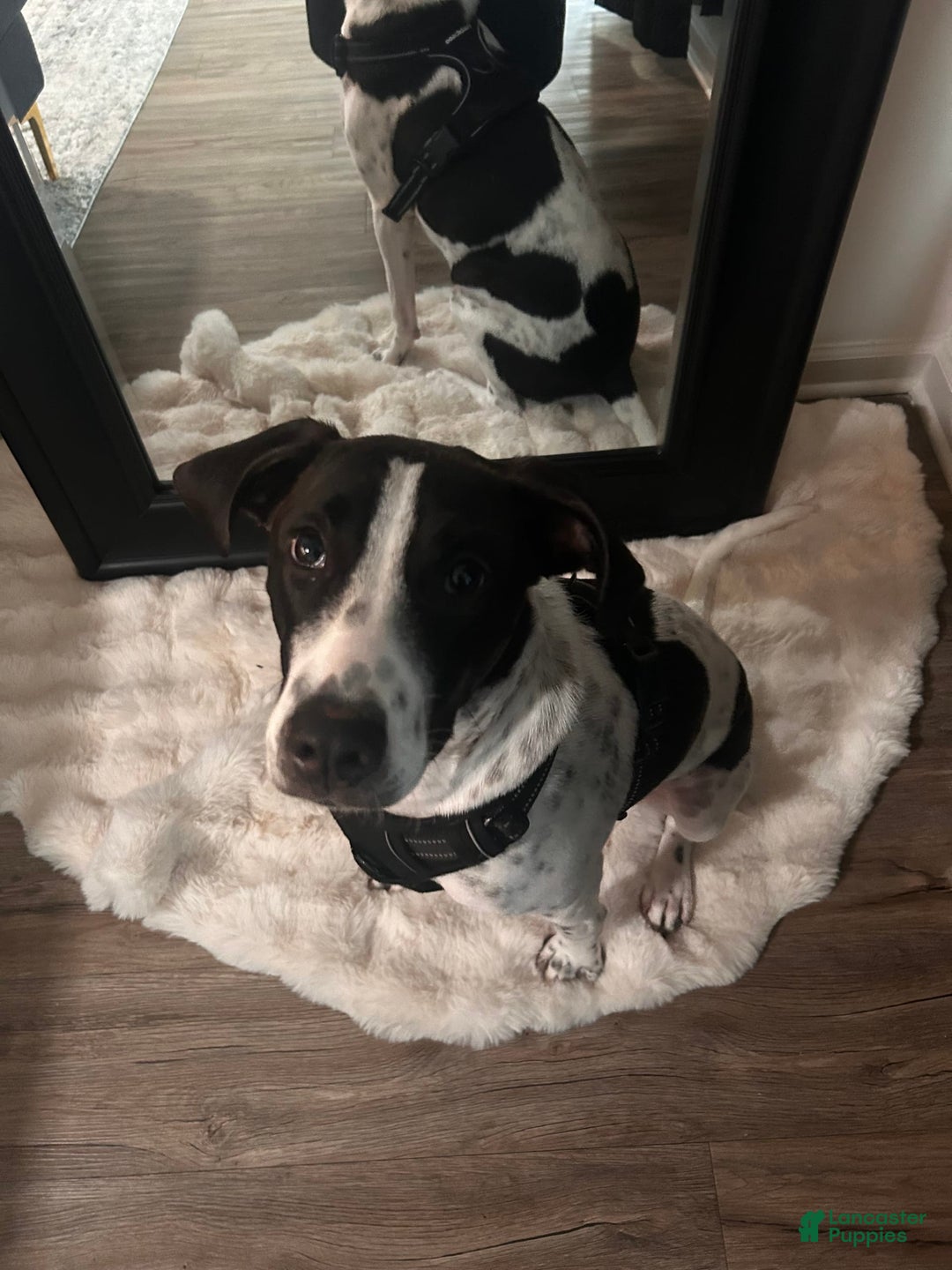 German Shorthaired Pointer dogs for sale: Bently - Image 3