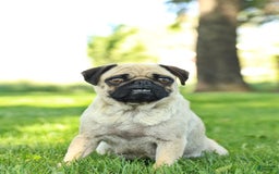 Pug dogs for sale: Penelope - Image 6