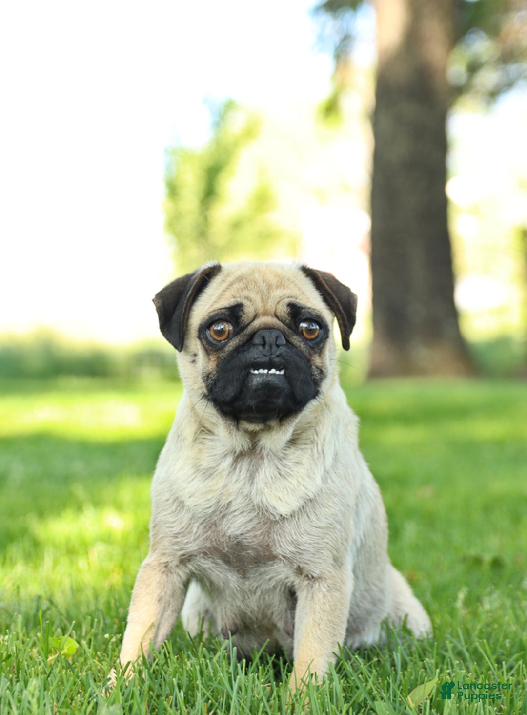 Pug dogs for sale: Penelope - Image 6
