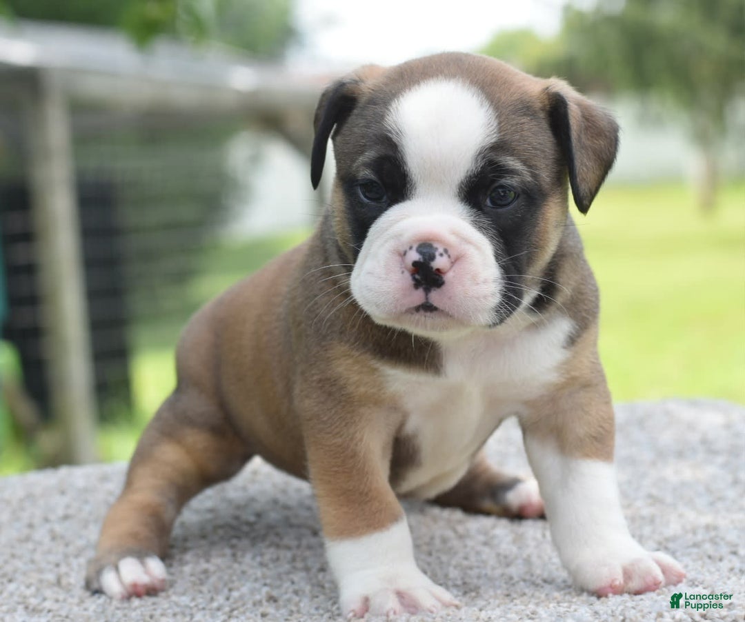 French Bulldog dogs for sale: Bentley mini bulldogge - Image 6